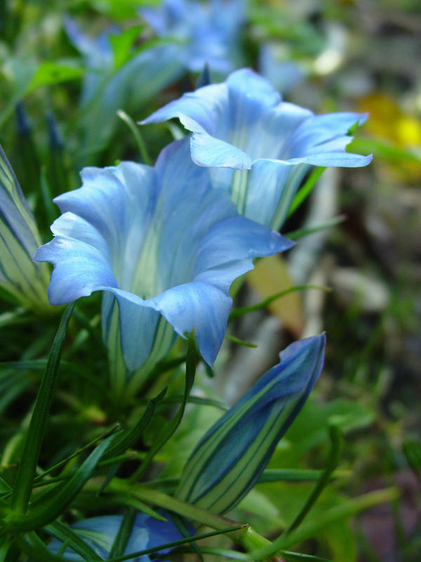 Генциана китайско-украшенная (Gentiana sino-ornata)