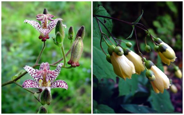 Трициртис коротковолосистый (Tricyrtis hirta) и киренгешома дланевидная (Kirengeshoma palmatа)