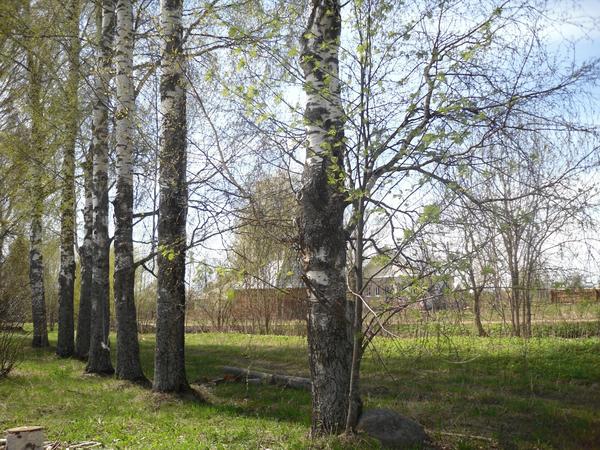 Березовая аллея. Есть у нее и плюсы, и минусы