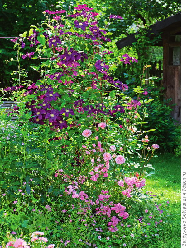 К цветущему клематису фиолетовому (Clematis viticella) Etoile Violette прильнула нежная роза.