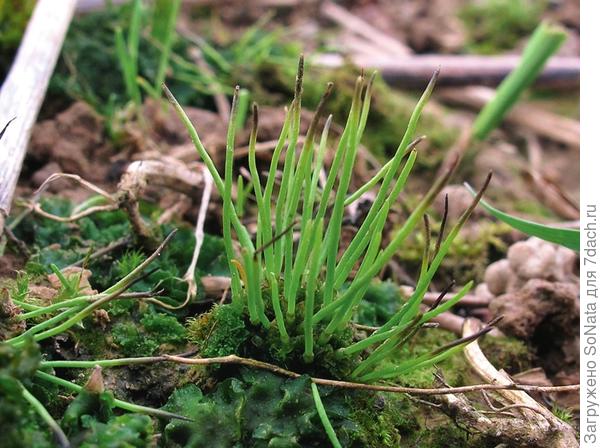 Антоцерос гладкий (Anthoceros laevis)