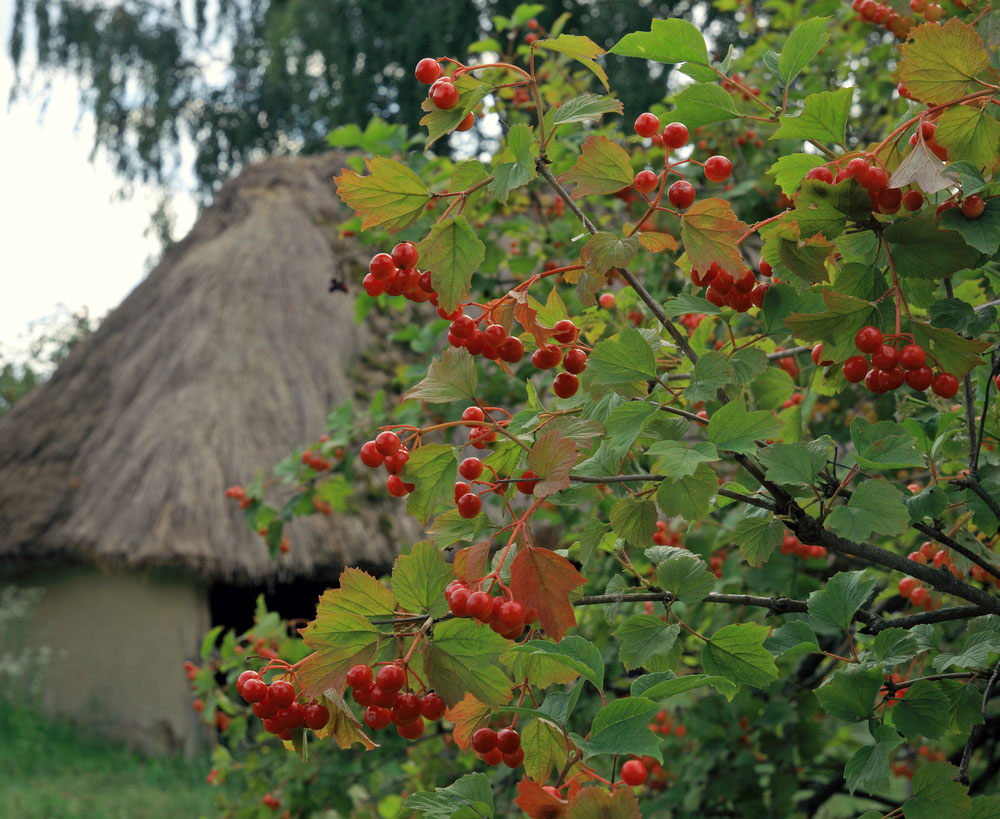 Реклама