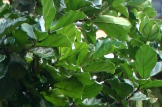 Фикус лировидный Ficus lyrata