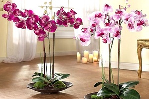 Орхидея - это прекрасный цветок, который очень любят за его красоту и экзотичность.