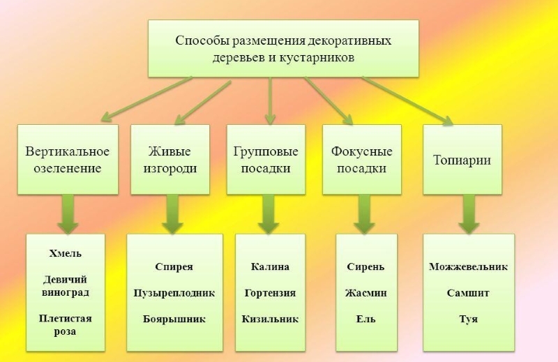 Некоторые декоративные кустарники и деревья для различного типа озеленения