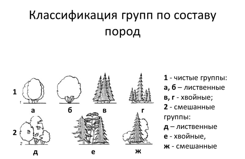 Классификация деревьев. Группы деревьев и кустарников схемы. Группа деревьев схема. Группы деревьев и кустарников по высоте. Классификация кустарников.