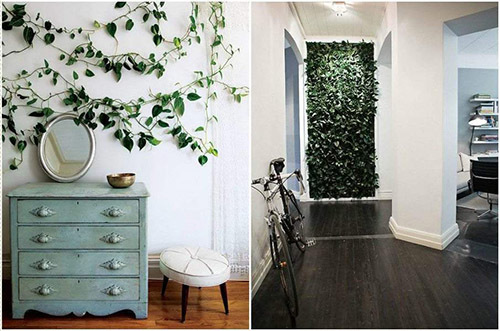 Вьющиеся комнатные растения фото и названия