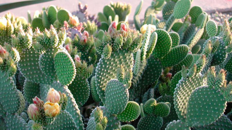 Опунция мелковолосистая (Opuntia microdasys)