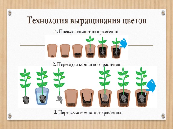 Схема расти. Схема пересадки комнатных растений. Посадка комнатных цветов схема. Технология выращивания комнатных растений. Посадка растений схема для детей.