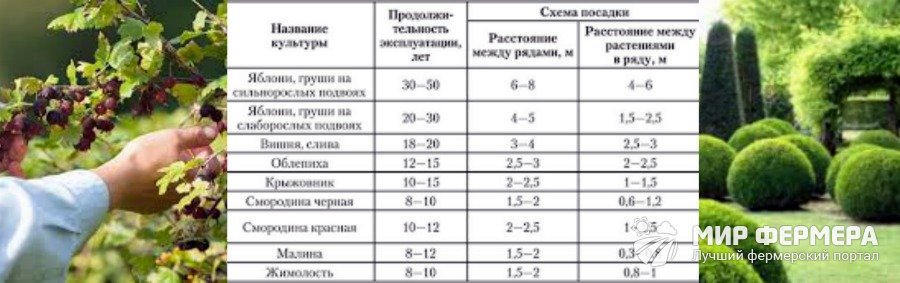 Выращивание кустарников на даче