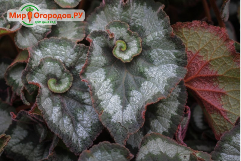 Begonia Escargot