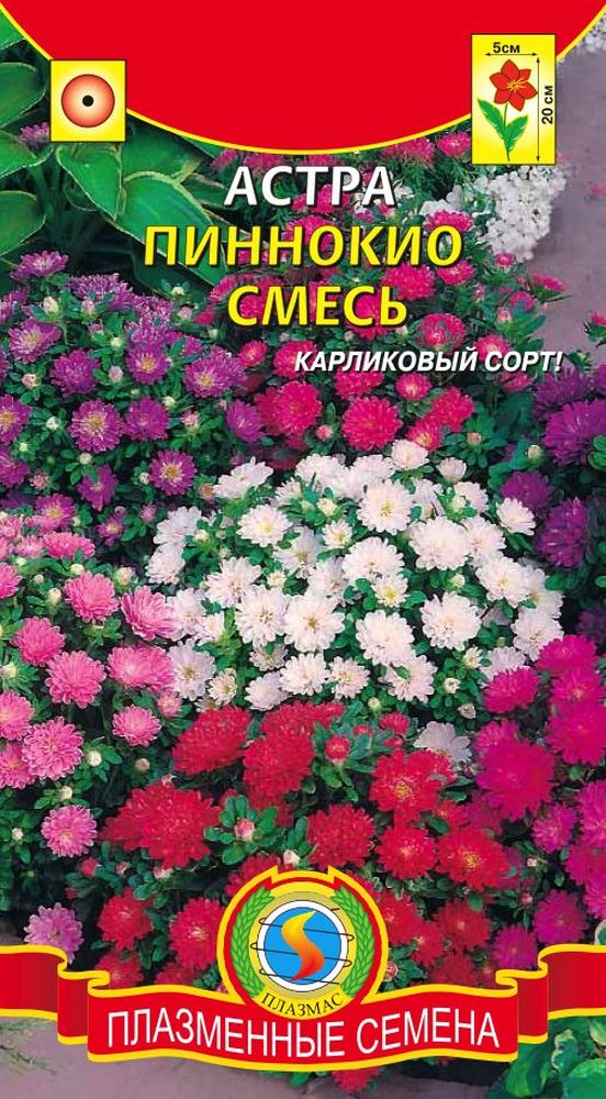 Низкорослые астры