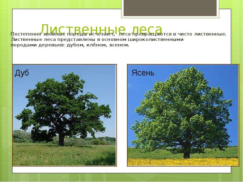 Ясень хвойное или лиственное. Ясень Лиственная порода. Порода деревьев в лиственных лесах. Смешанные леса древесные породы. Ясень хвойное или лиственное дерево.