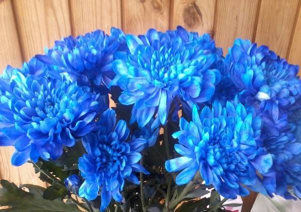 Если вы захотите подчеркнуть мудрость вашей избранницы, жены, то покупайте хризантемы синего цвета