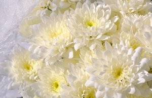 Белые пушистые хризантемы