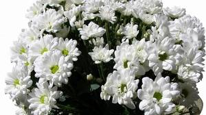 Картинки цветов хризантемы белые
