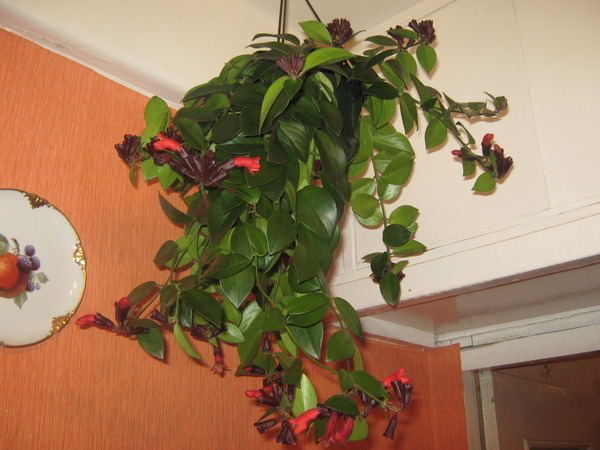 Вьющиеся комнатные растения названия с фото цветущие
