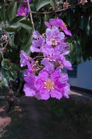 Crepe Myrtle