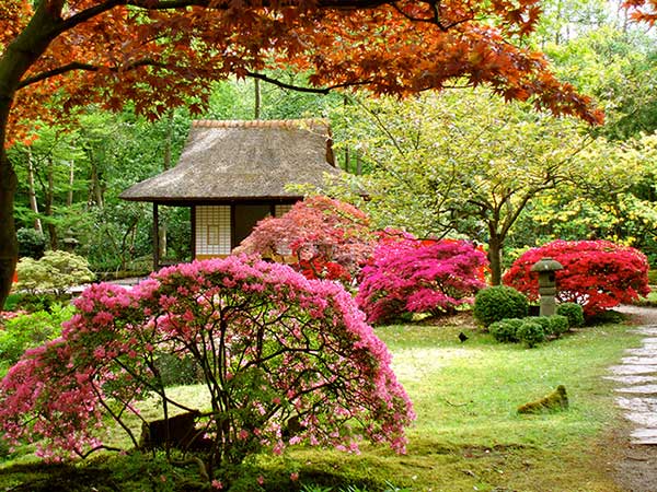 Выбор растений для японского сада