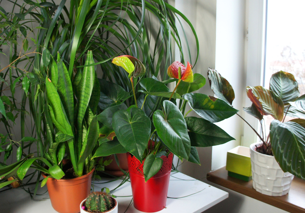 Красивые комнатные растения сделают террасу уютнее