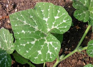 Cucurbita moschata leaves.jpg