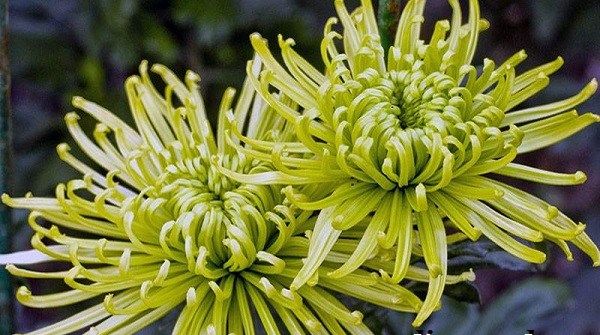Хризантеми-квіти-Опис-особливості-види-і-догляд-за-хризантемами-7