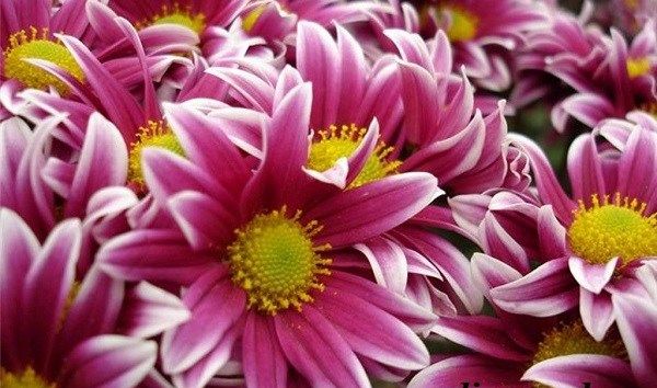 Хризантеми-квіти-Опис-особливості-види-і-догляд-за-хризантемами-12