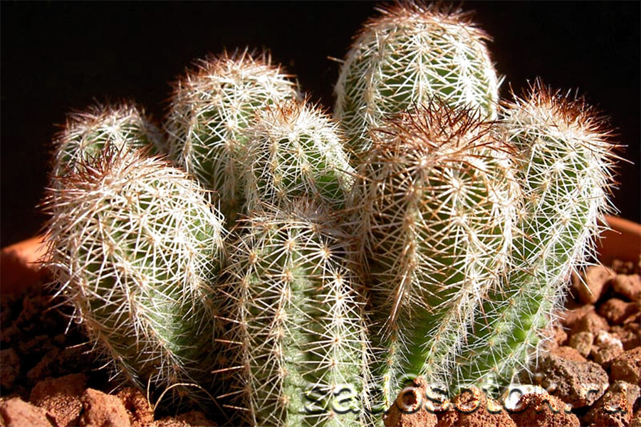 Эхиноцереус (Echinocereus)