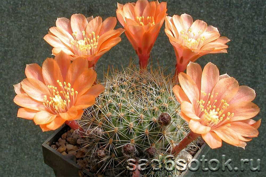 Ребуция (Rebutia)