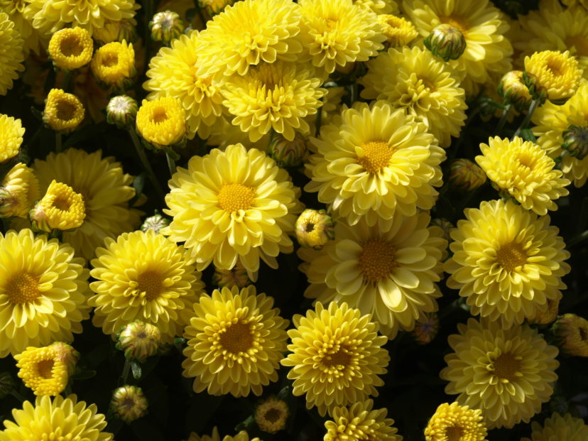 Желтые хризантемы