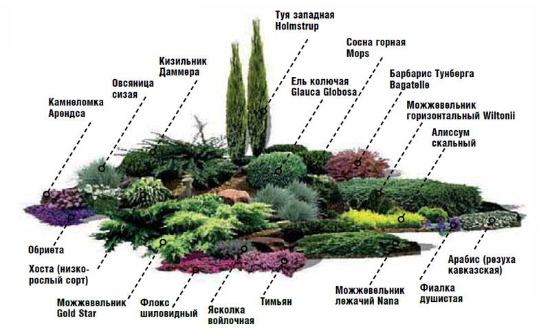 Схема растений