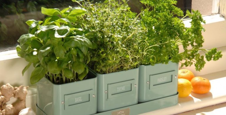 Выращивать зелень лучше в пластмассовых контейнерах, деревянные ящики не практичны, тяжелые и часто протекают