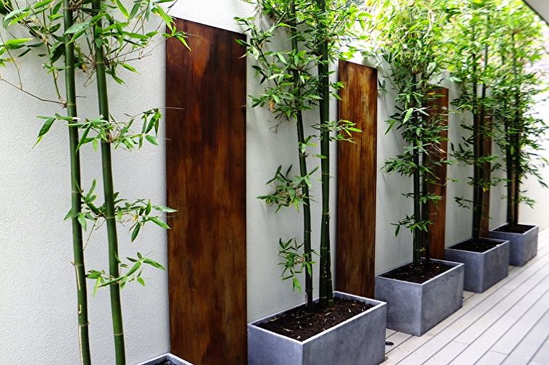 Комнатный бамбук - Основные виды