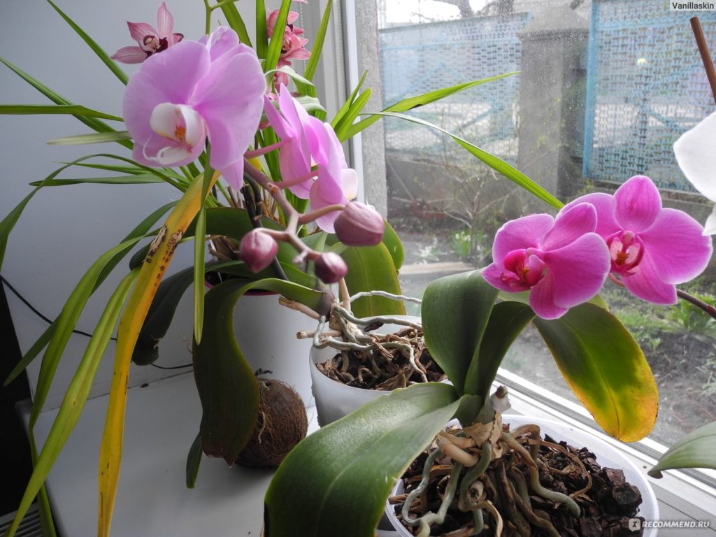 как поливать орхидею в домашних условиях