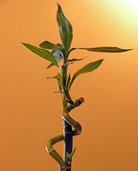 LuckyBamboo 2005 SeanMcClean.jpg