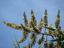 Starr 080417-4068 Dracaena marginata.jpg