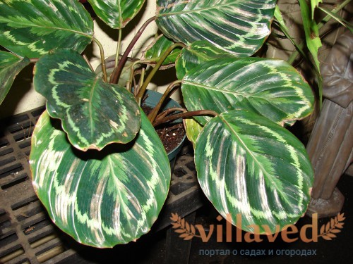 Calathea roseopicta