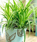 5 растений для обеззараживания воздуха в вашей квартире