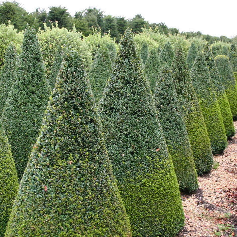 Вечнозеленые растения. Buxus sempervirens самшит. Буксус вечнозеленый. Самшит Буксус вечнозеленый. Самшит вечнозеленый - Buxus sempervirens 'Aureovariegata'.