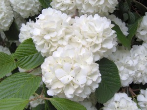 hydrangea care, growing hydrangeas, how to grow hydrangeas