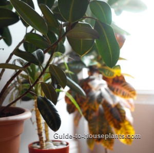 indoor trees, indoor ficus tree