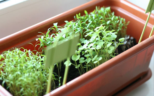 Выращивание зелени в домашних условиях