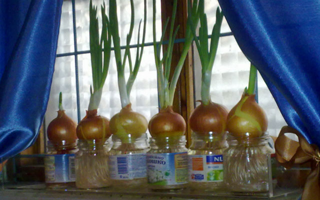 Выращивание зелени в домашних условиях