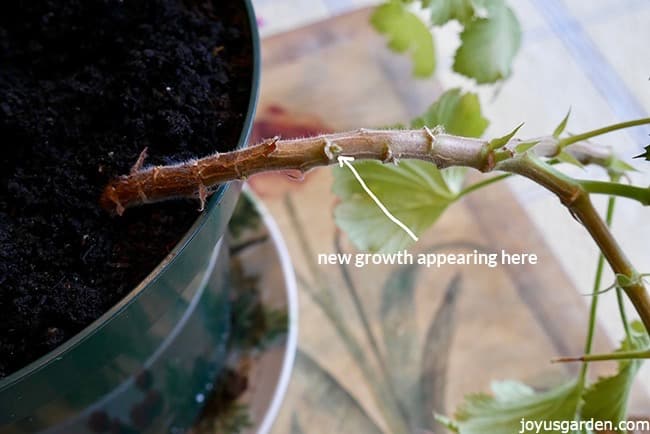 A close up of a geranium (pelargonium) stem where you can see the new growth appearing out of the nodes