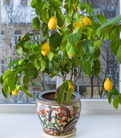 Lemon Tree FGT crop e1392727668863