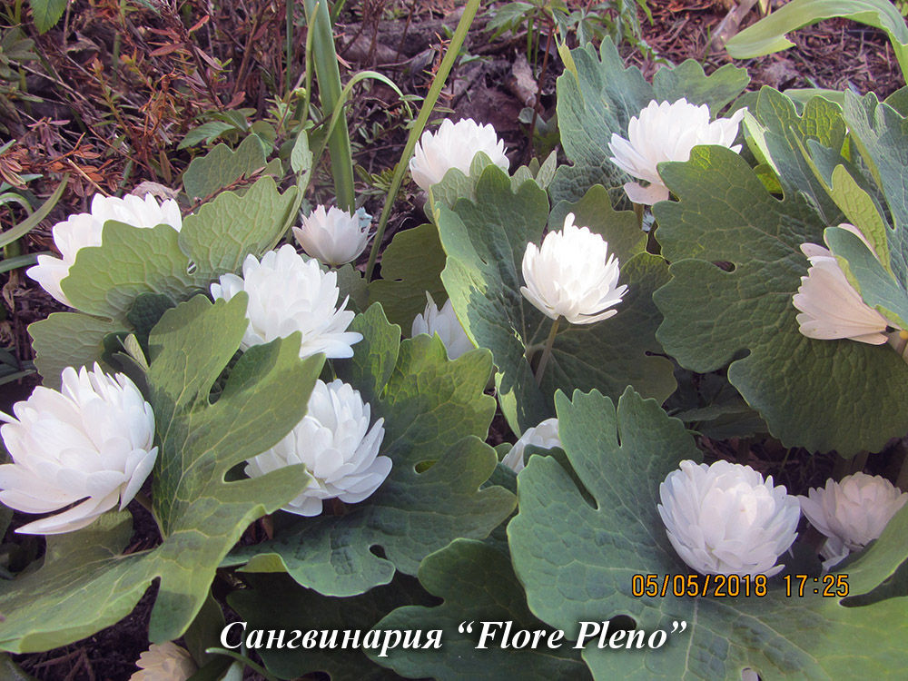 Sanguinaria