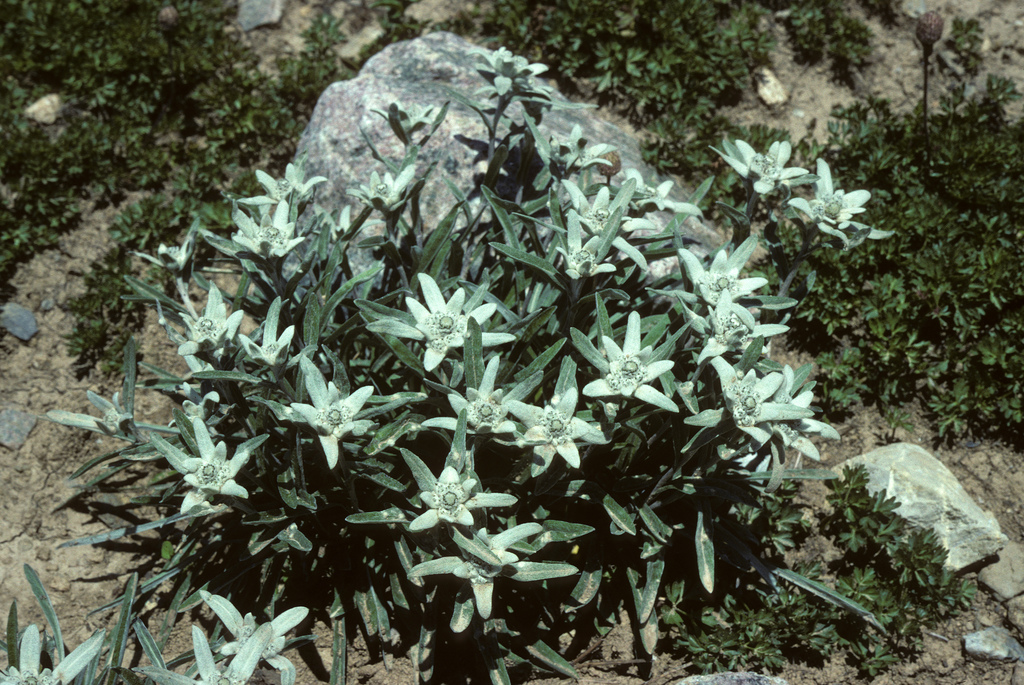 растения для альпийской горки, фото