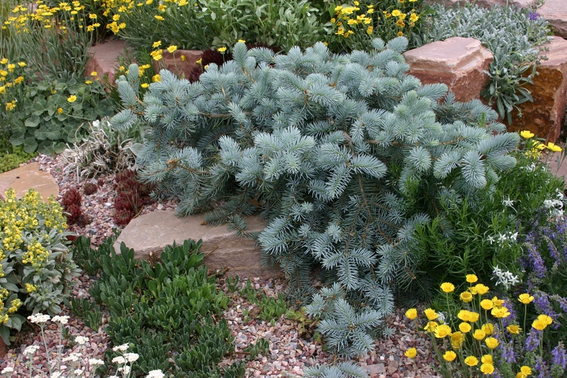 Ель колючая Procumbens