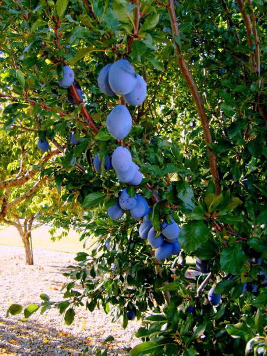 саженцы карликовых плодовых деревьев 