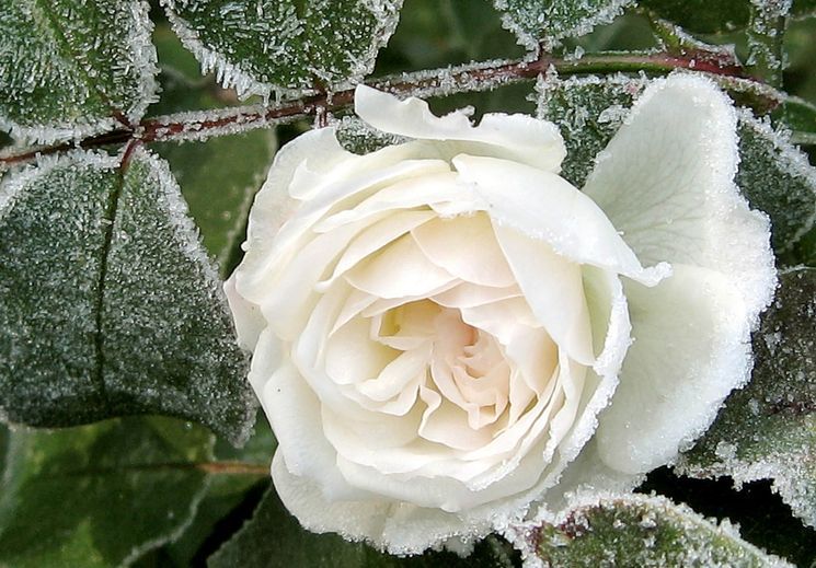 Подготовка розы к зиме - правила обрезки и чем укрыть розы на зиму